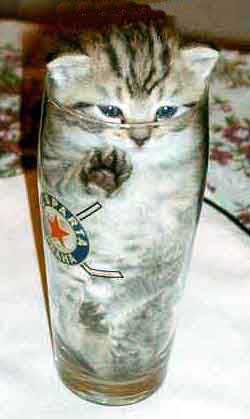 Cat in a pint